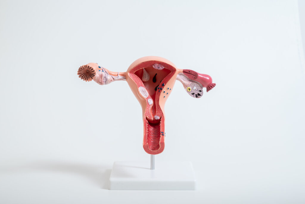 model female reproductive system isolated white background