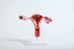 Blogs 15 model female reproductive system isolated white background