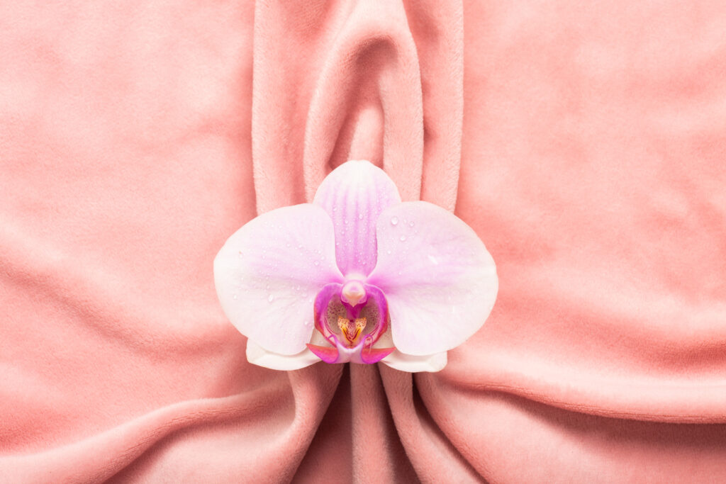 pink soft tissue form female genital organs vulva labia vagina concept with delicate flower 1